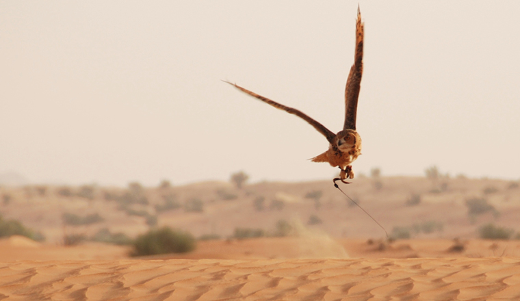 Kuwaiti banks: Flying a crowded nest